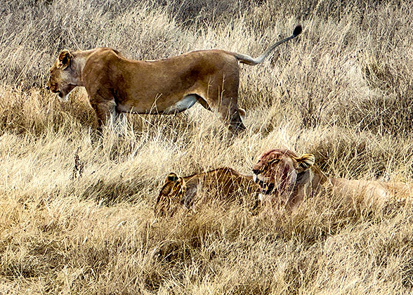 Lions in Tsavo National Park