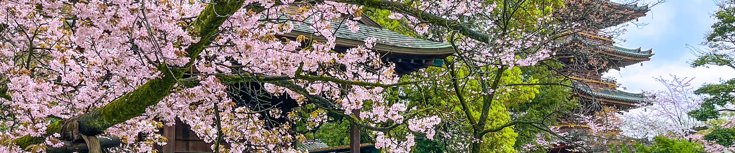 Cherry Blossoms in Ueno Park, Tokyo