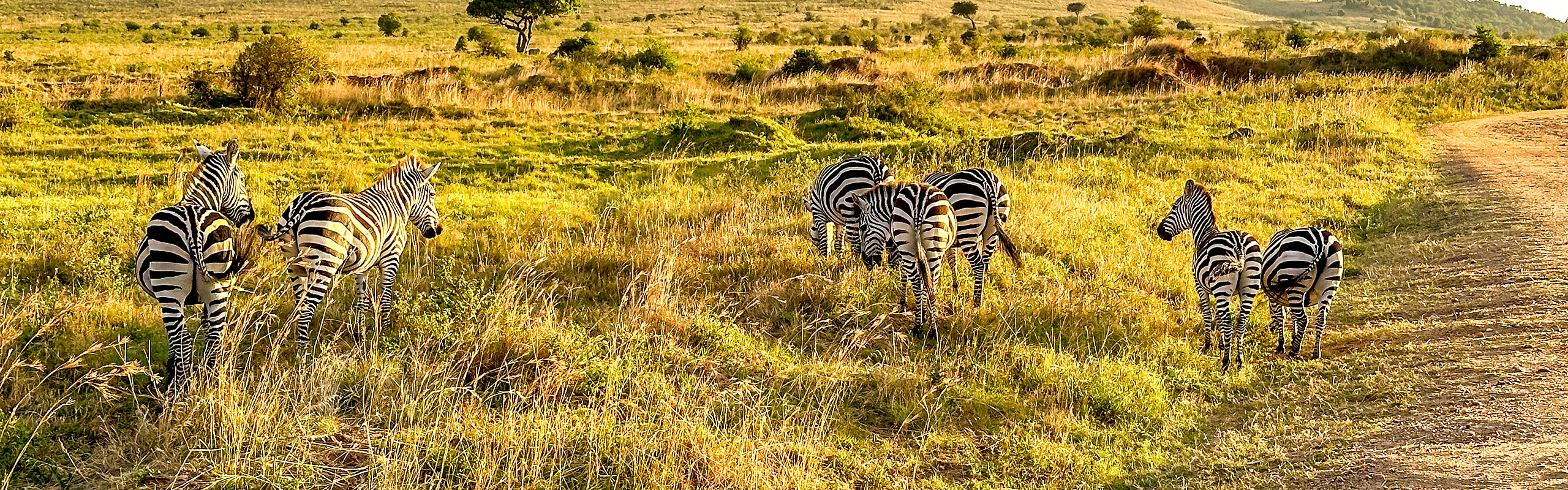 Zebras in Kenya