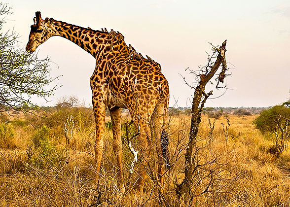 Spot the Giraffe in Tanzania