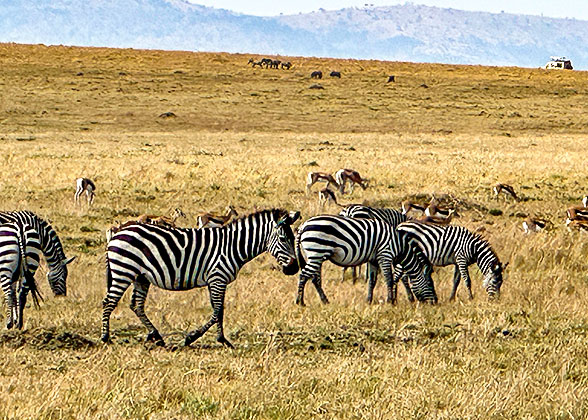 Zebras in the Amboseli National Park