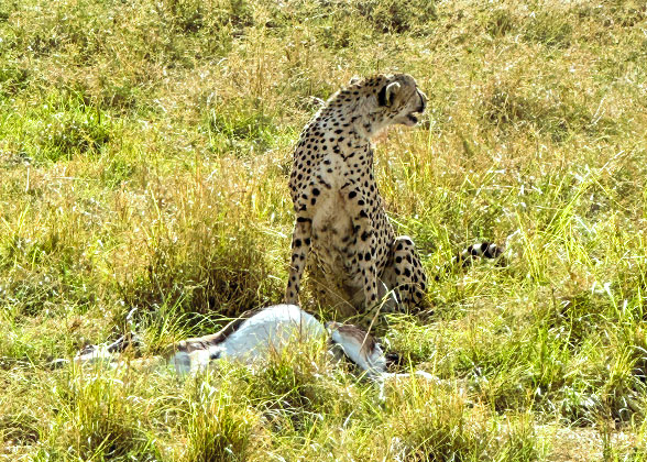 Observation of Wildlife in Kenya