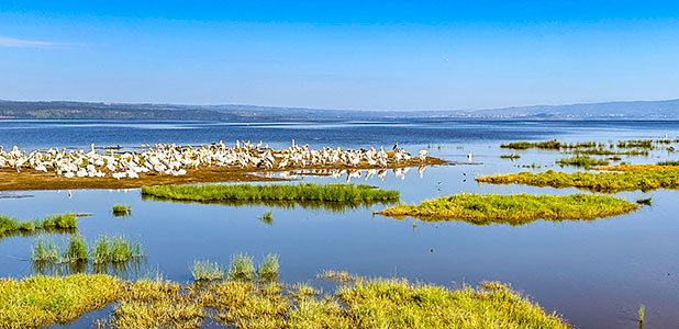 Kenya Wildlife Safari