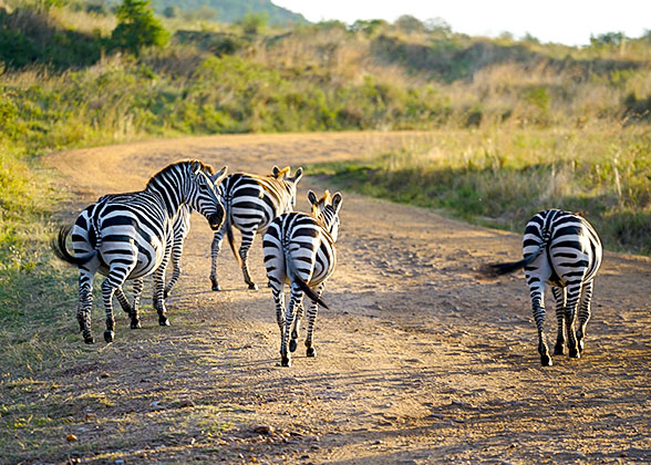 Zebras in Uganda