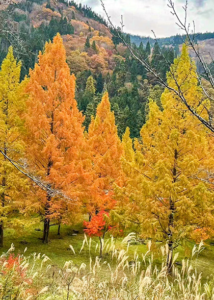 Settsukyo Park in Autumn
