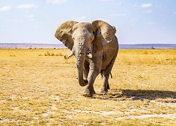 An Elephant in Zambia
