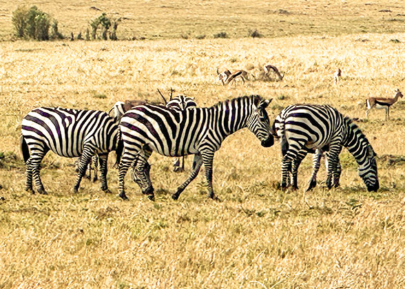 Zebras on the Savanna, Kenya