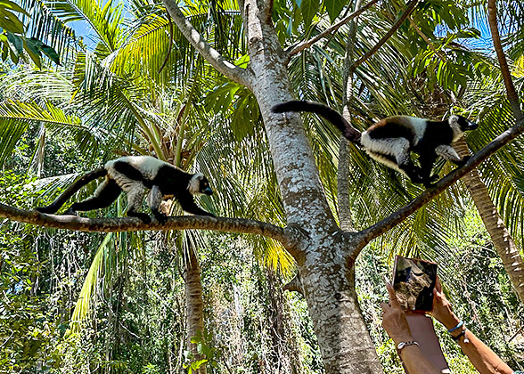 Lemurs in Zombitse-Vohibasia National Park