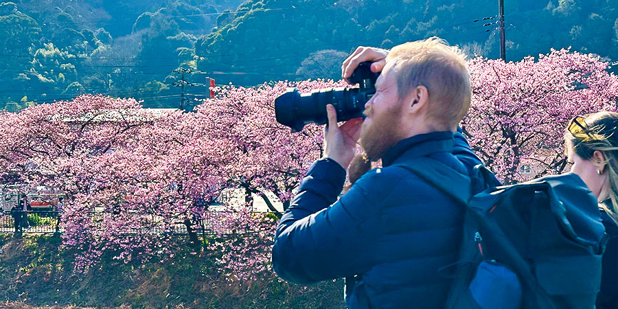 Admire Hirosaki Sakura Along the Moat