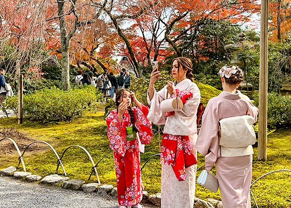 Admire Yokohama Autumn Foliage