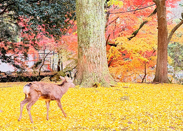 The adorable deer inside the Kofukuji Temple