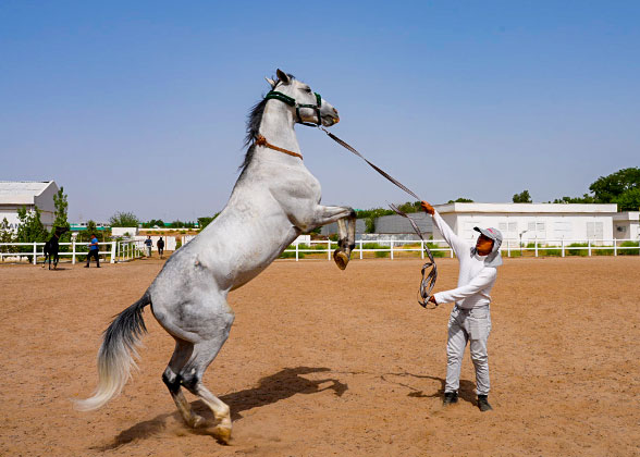 Akhal-Teke Horse Stable