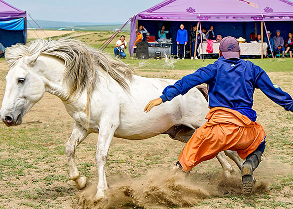 Akhal-Teke Horse