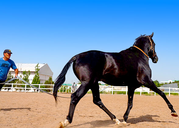 Akhal-Teke Horse