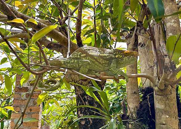 Chameleon in Amber Mountain NP