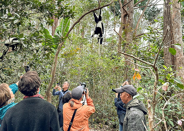People Viewing Lemur in Amber Mountain