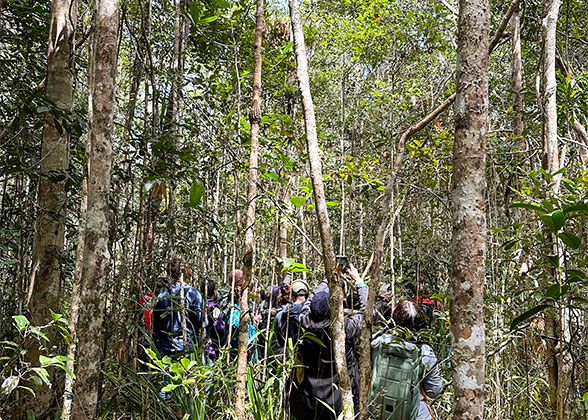 Lush Plants in Amber Mountain NP