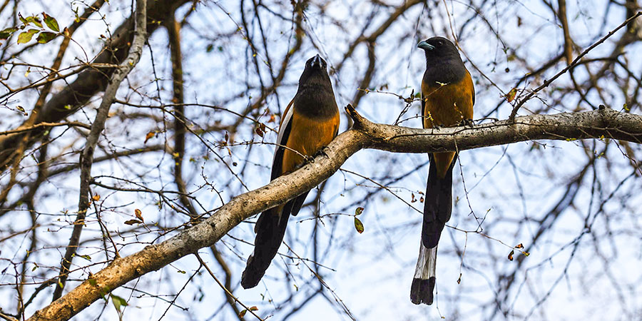 Birds in Amber Mountain National Park
