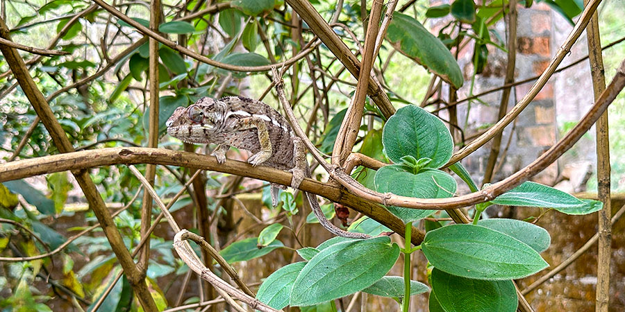 Chameleon of Amber Mountain National Park