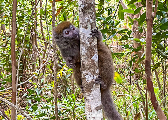 Lemur in Amber Mountain National Park