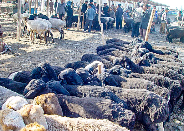 Local Animal Market in Kyrgzstan