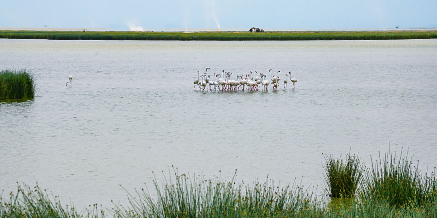 Birds of Ankarafantsika National Park