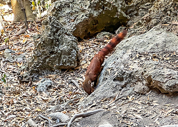 Ring-tailed Mongoose in Ankarana