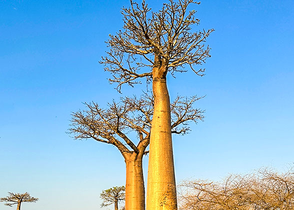 Baobabs in Ankarana