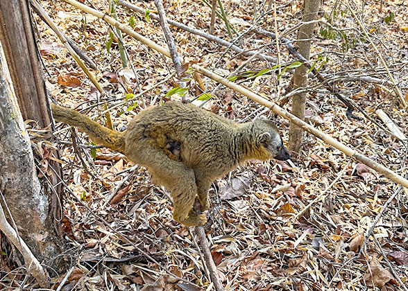 Cute Lemur in Ankarana