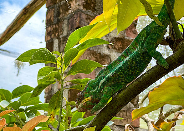 Chameleon in Antsiranana's National Park