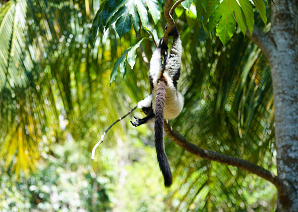 Lemur in National Parks