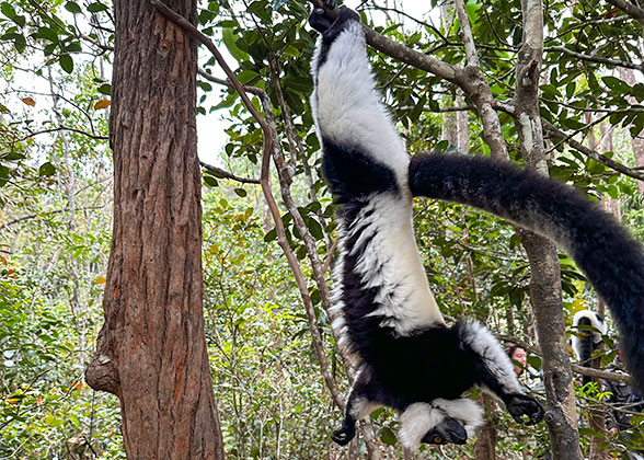 Lovely Lemur of Antsiranana