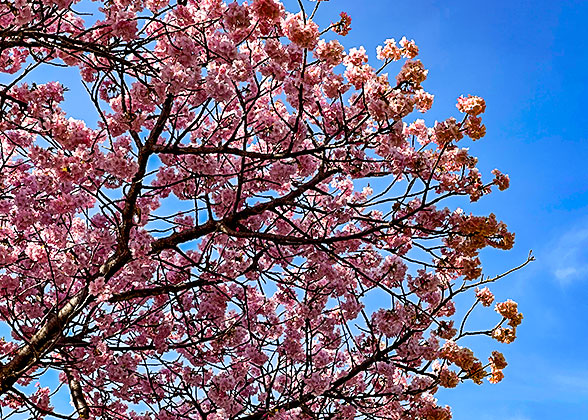 Arakurayama Sengen Park in Spring