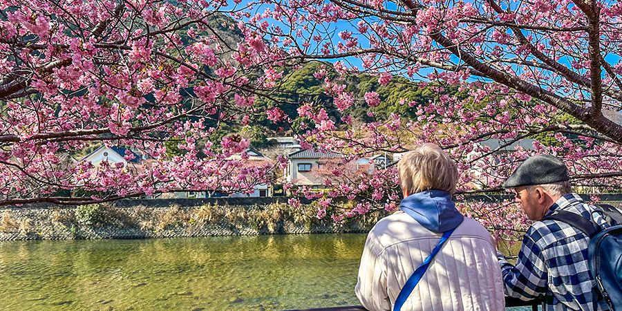 Sakura in Arashiyama