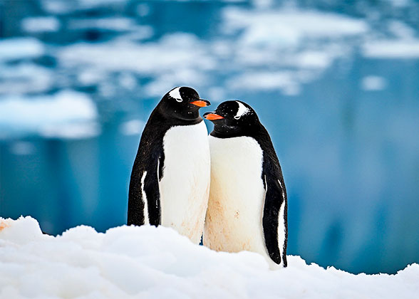 Cute Penguins in Asahiyama Zoo