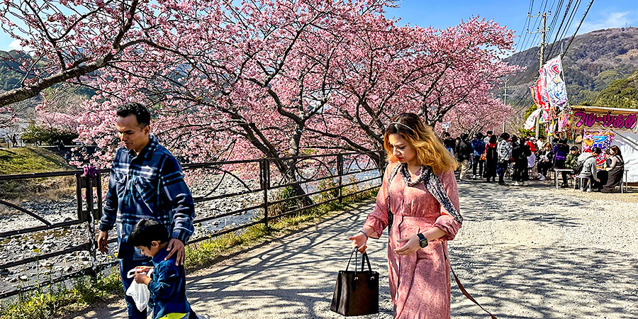 Asahikawa Cherry Flowers in Spring