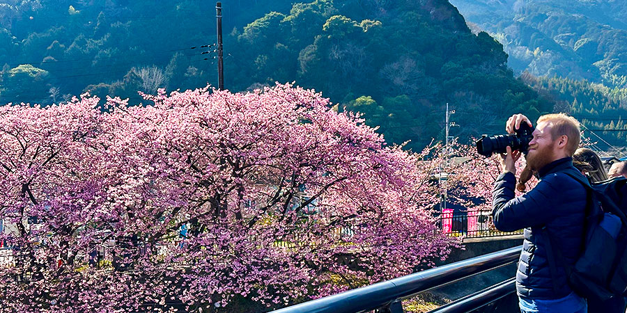 Sakura Season in Asahikawa