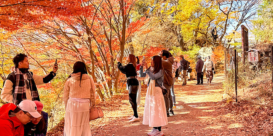 Autumn Foliage in Shizuoka
