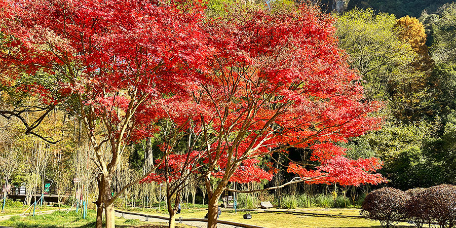 Red Autumnal Leaves in Kazakhstan