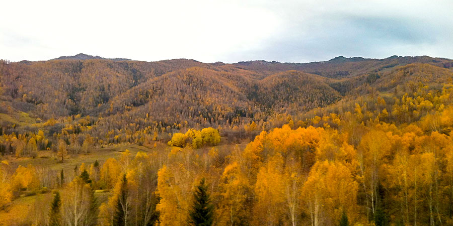 Fall Foliage in Hokkaido