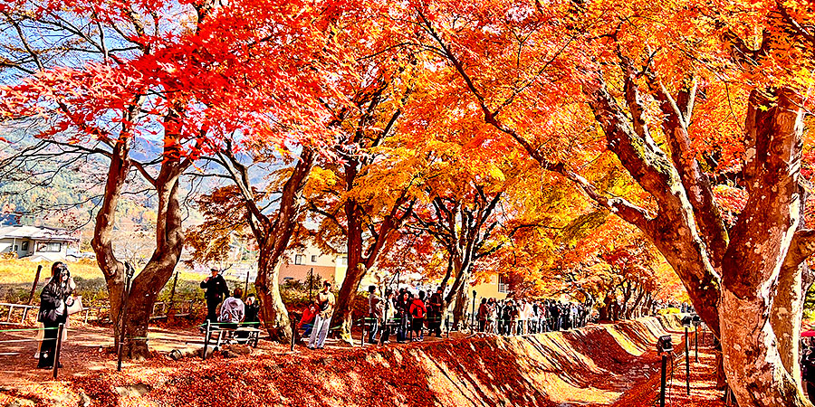 Beautiful Autumn Foliage in Lake Kawaguchi