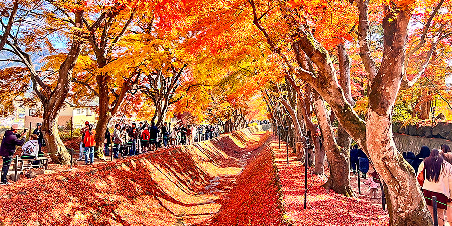 Autumn leaves at Lake Kawaguchi