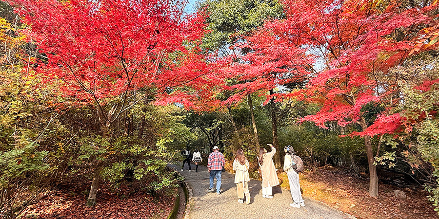 Autumn leaves of Mount Hakodate