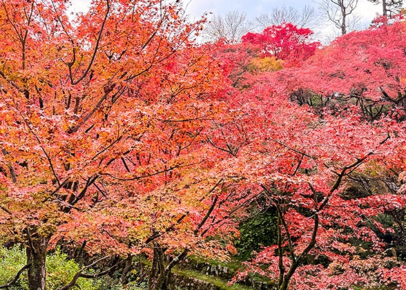 Autumn leaves at Mountain Misen