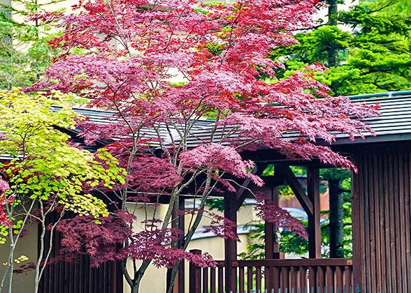 Beautiful Autumn Leaves in Nagasaki