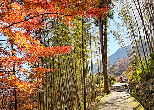 Autumn leaves in Wakayama