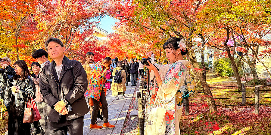 Vibrant Autumn Leaves in Yokohama