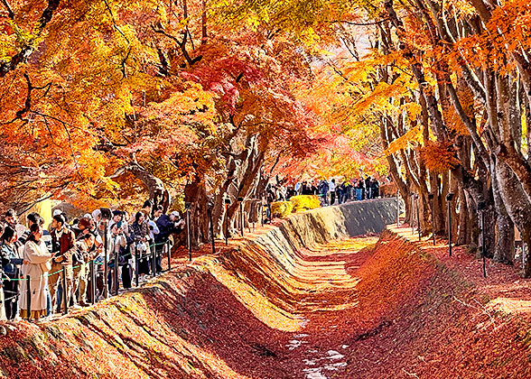 Autumn Maple in Japan