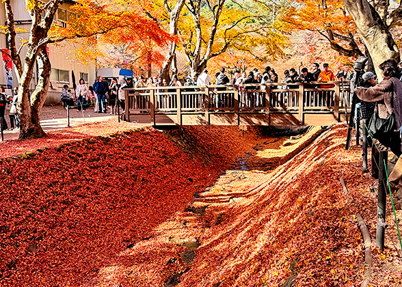 Stunning Autumn Scenery in Mount Fuji