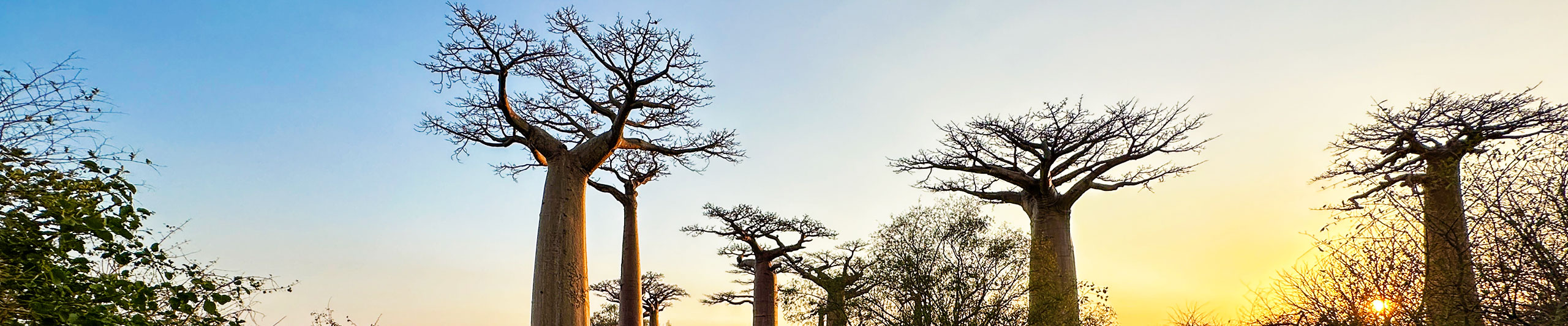 Avenue of the Baobabs